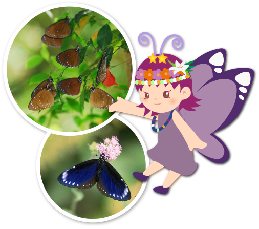 茂林雙年賞蝶季 - Maolin Butterfly Trail (506x447), Png Download