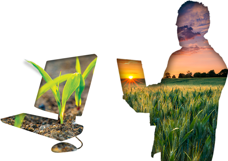 Gke Large Crops - Grass (824x565), Png Download