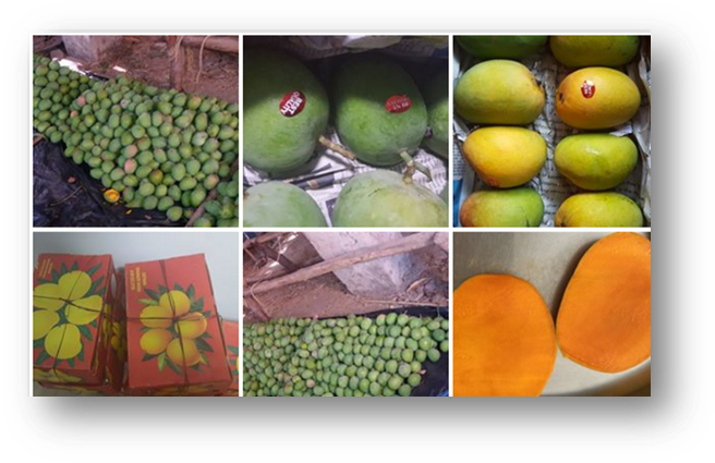 Sushaadi @sushaadiimpex - Seedless Fruit (669x434), Png Download