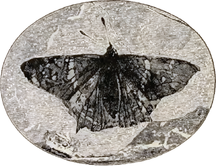 Prodryas Persephone, A Late Eocene Butterfly From The - Butterfly Fossil (440x339), Png Download