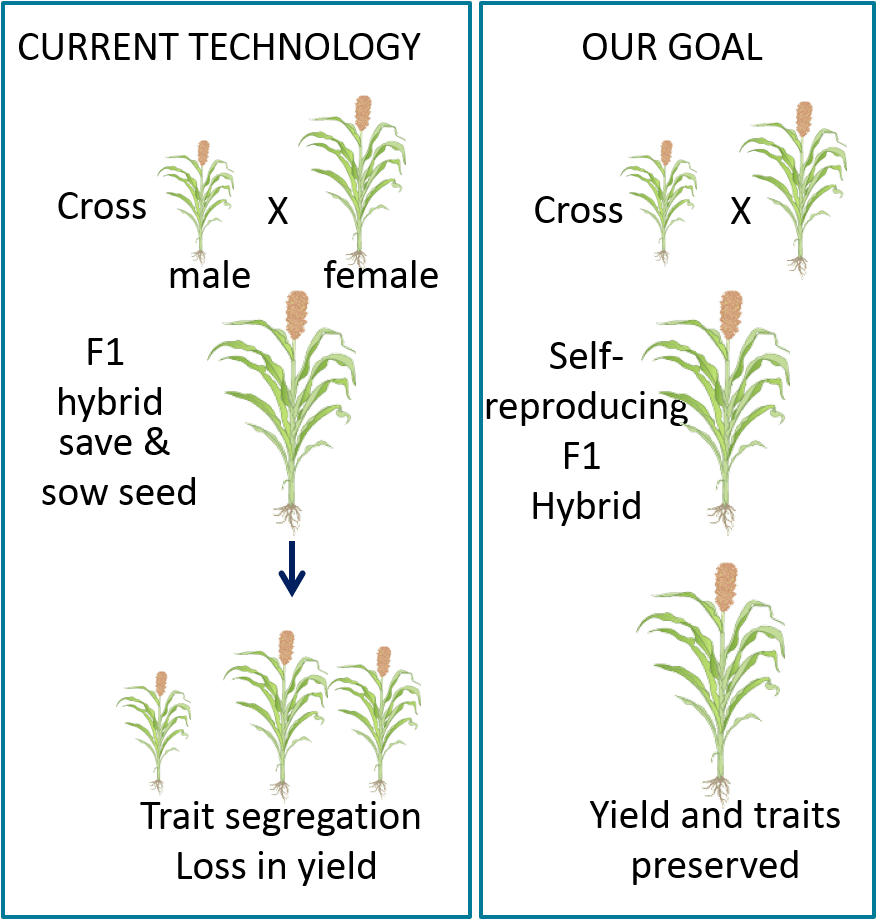 Engineering Apomixis Into Crop Species May Enable The - Hybrid Vigour (884x918), Png Download