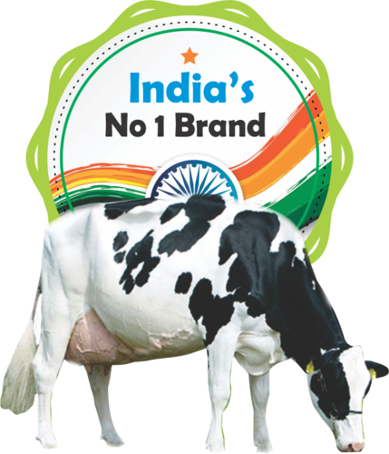 Vansun Technologies Private Limited - Holstein Friesian Cattle (429x500), Png Download