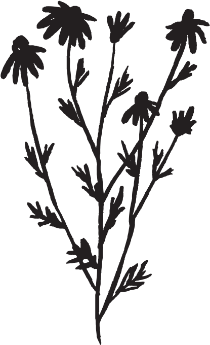 Tulsi - Oxeye Daisy (900x900), Png Download