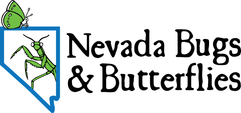 Nevada Bugs And Butterflies - Nevada Butterfly (800x376), Png Download