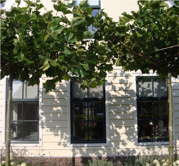 Beautiful Dutch Wooden House With Lots Of Comfort In - Window (800x533), Png Download