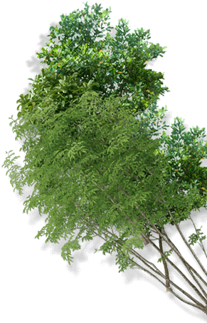 Dekkanet Al Falamanki Is A Convenient Agro-retail Boutique - Pond Pine (290x461), Png Download
