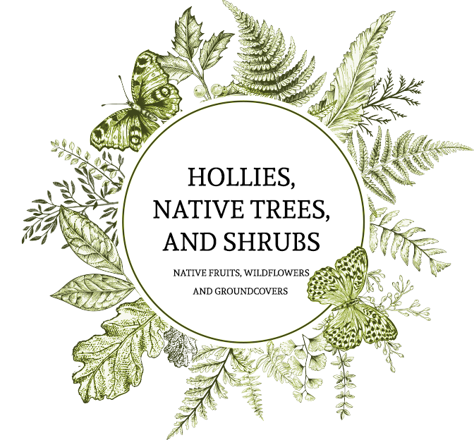 Butterfly Frame Vectors (672x624), Png Download