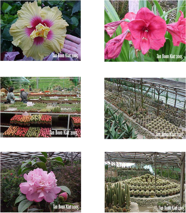 As You Ascended To The Top, You Could Catch A Fabulous - Common Peony (631x721), Png Download