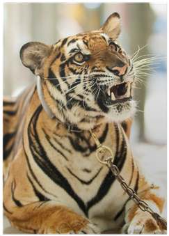 Siberian Tiger (400x400), Png Download