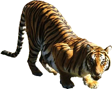 Tiger - Tiger Woods (650x459), Png Download