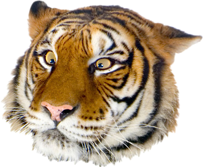Wink - Nervous - Confused - Worried - Annoyed - Uncle Grandpa Giant Realistic Flying Tiger Baby (424x363), Png Download