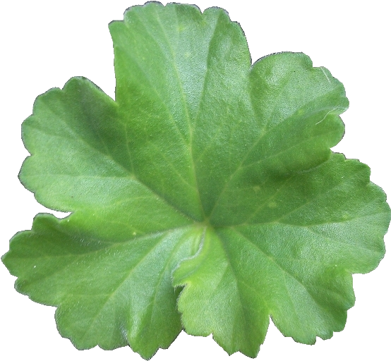 Designs Vintage Clip Art Friday Freebies Butterfly - Clip Art (576x792), Png Download