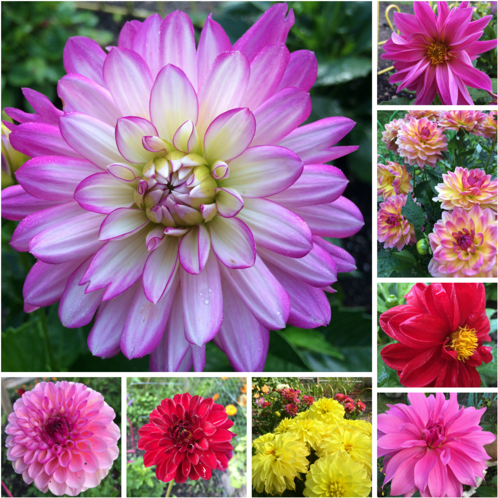 Dahlia Flower Collage - Collage (1024x1024), Png Download