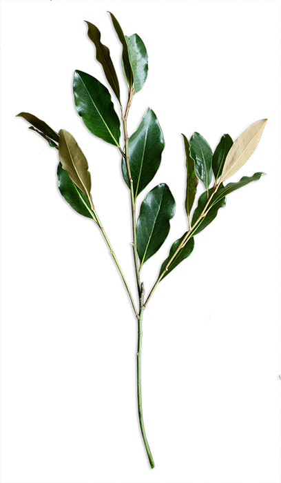 An Online Floral Studio Where You Design And We Deliver - Flower (408x700), Png Download