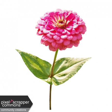 Zinnia Flower - Zinnia Flower Png (456x456), Png Download