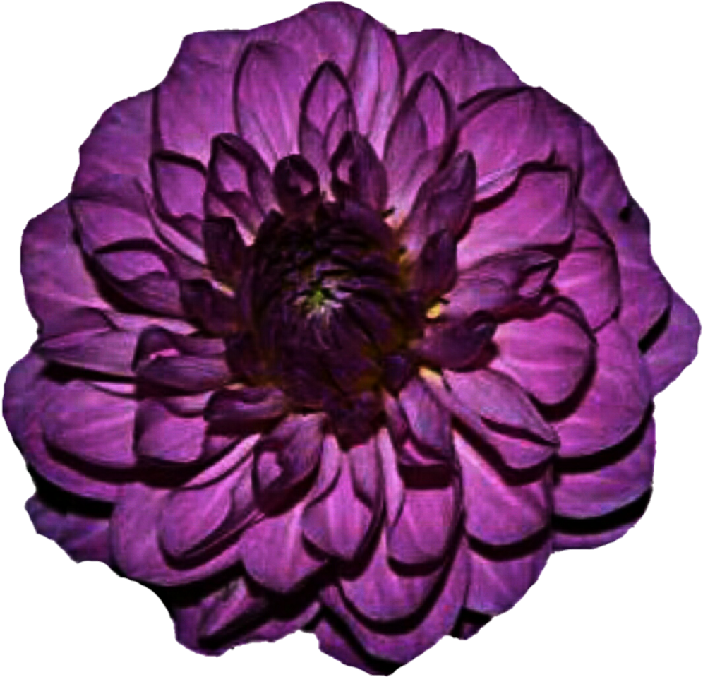 Purple Dahlia Clipart - Purple Dahlia Flower (1024x1005), Png Download