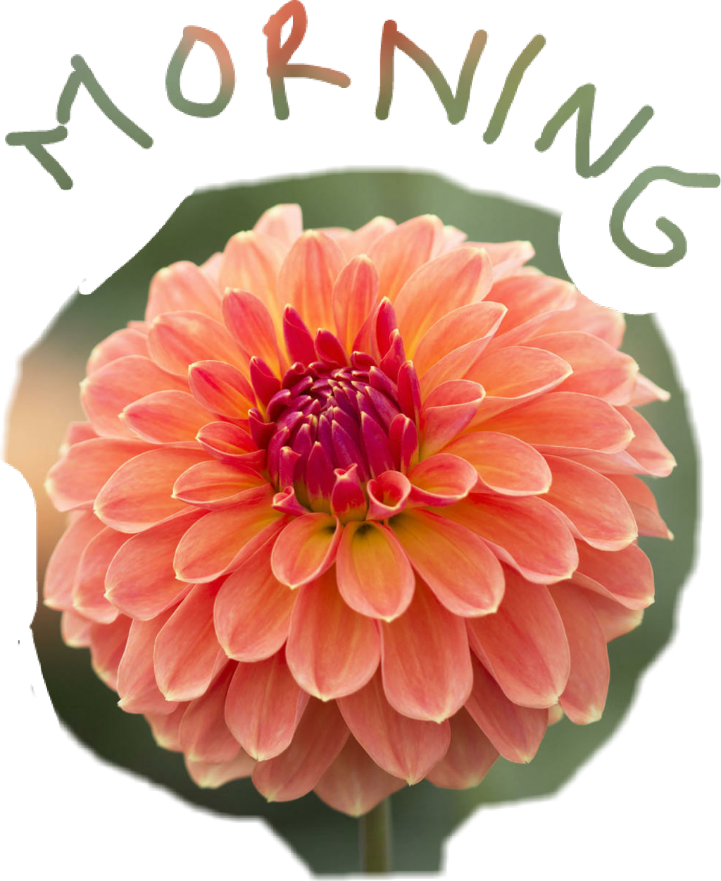 Morning Good Morning Dahlia Flower Flowerphotography Good Morning Dahlia Flower Full Size Png Download Seekpng