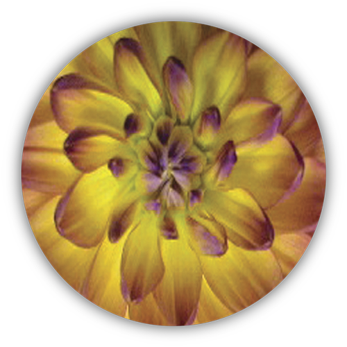 Dahlia Flower - Zinnia (500x500), Png Download