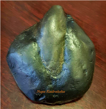 Rare Saligram Sila Rudraksha Collection - Price (600x375), Png Download