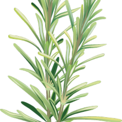 Clip Art Of Spices And Herbs - Rosemary Clipart (400x400), Png Download