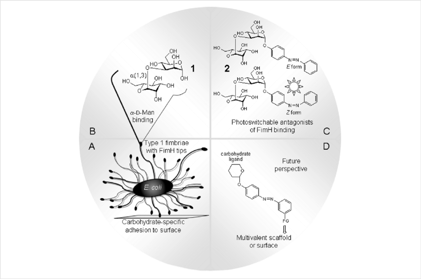The Α Linked Mannobioside Α D Man D Man 1 (b) Is A - Circle (850x563), Png Download