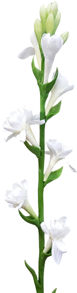 Online Flower Rate In Nashik - Dendrobium (800x600), Png Download