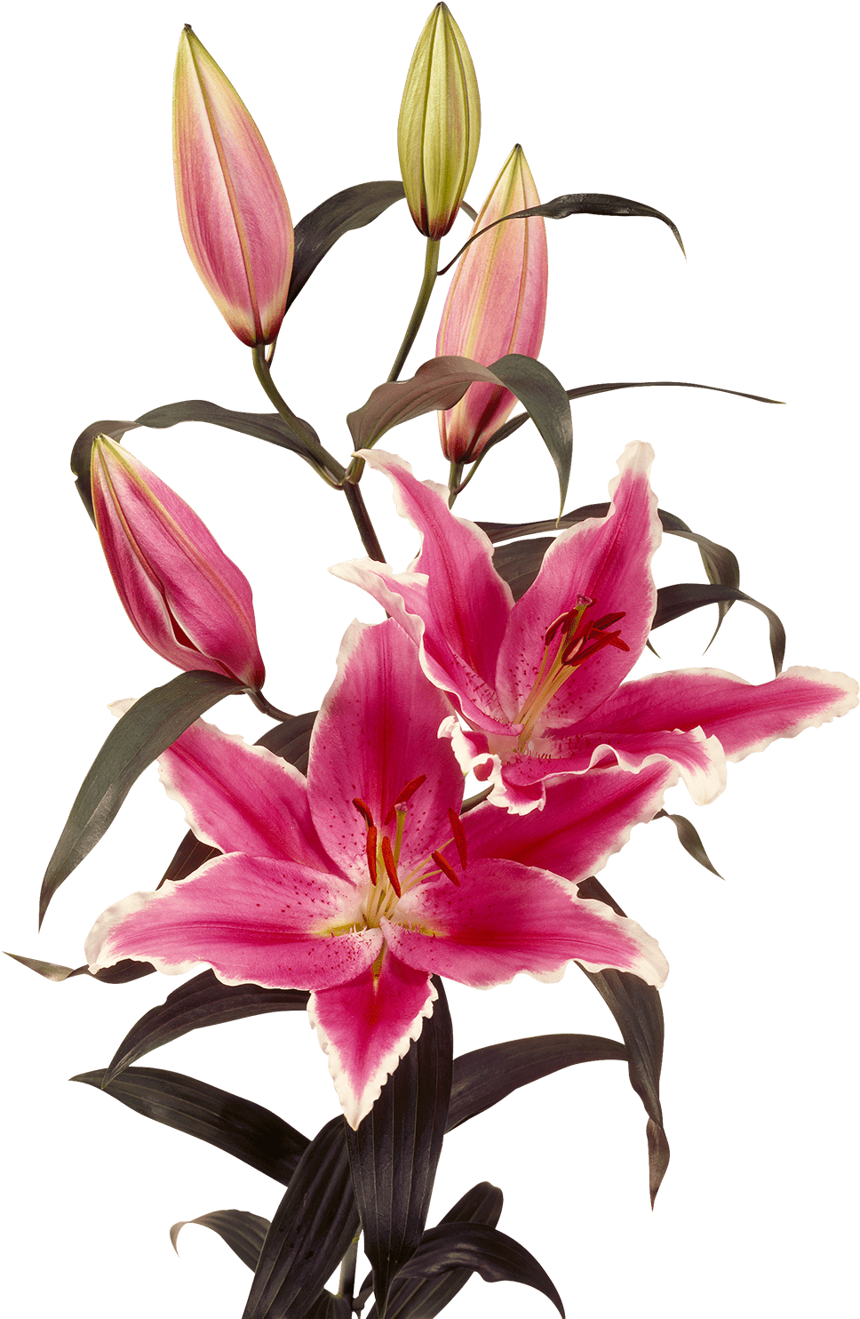 Orientallily Flower Rate Online - Lilium Ravenna (1200x1600), Png Download