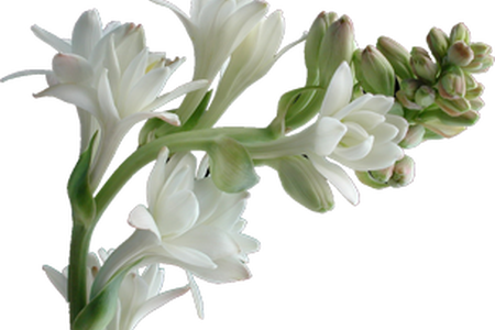 Online Nashik Flower Rate - Beautiful Gladiolus Flower Bulb And Rajanigandha Double (450x300), Png Download