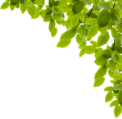 Filtervision Ginkgo Biloba Leaf Png Full Size Png Download Seekpng