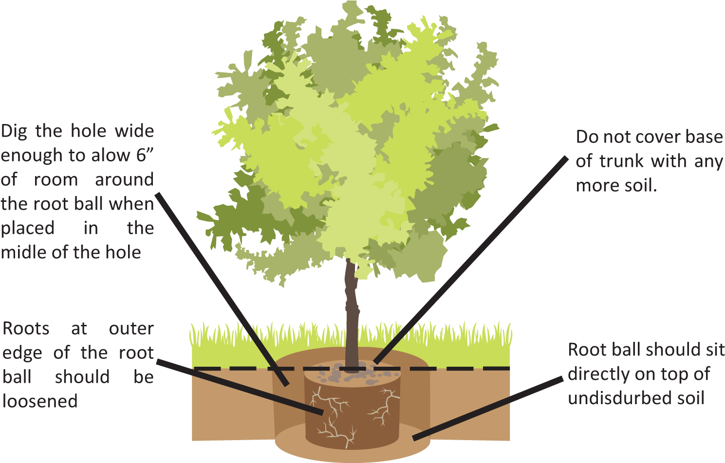 Planting - Beech (1800x1200), Png Download