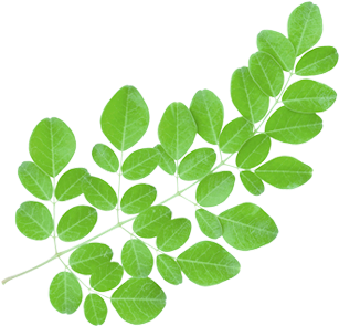 The Leaves Are The Most Nutritious Part Of The Plant, - Au Natural Organics Moringa Oil 3.4 Oz | 100 Ml (530x363), Png Download