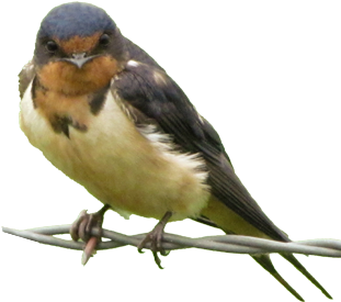 Bird Gard Electronic Bird Repellent Swallow - Swallow Transparent (322x398), Png Download