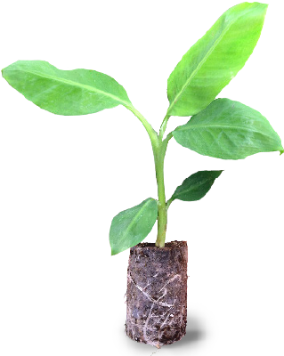 Banana Plant Ellepot - Banana Tissue Culture Png (510x400), Png Download