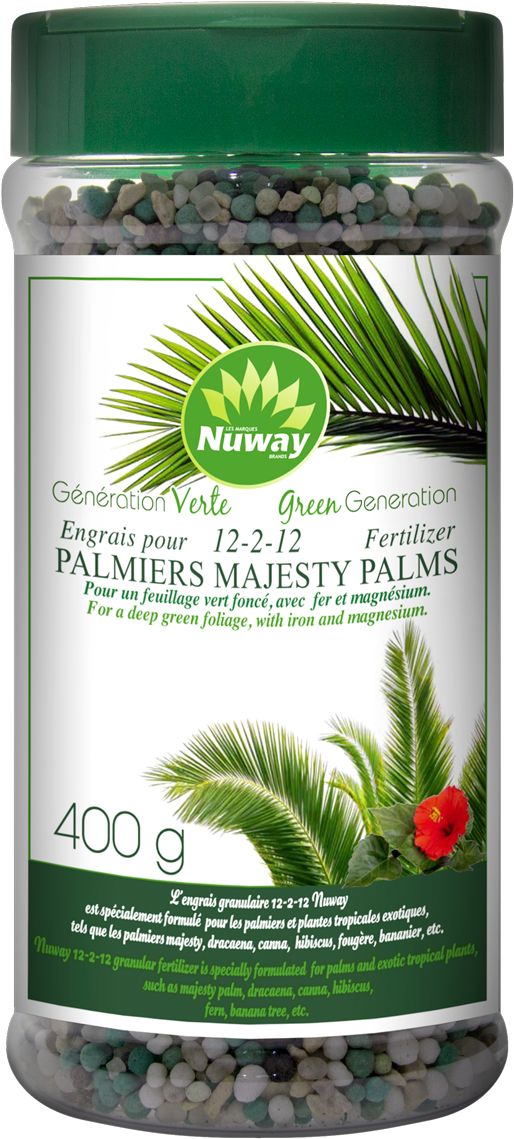 Palmier V Élite - Saw Palmetto (1000x1307), Png Download