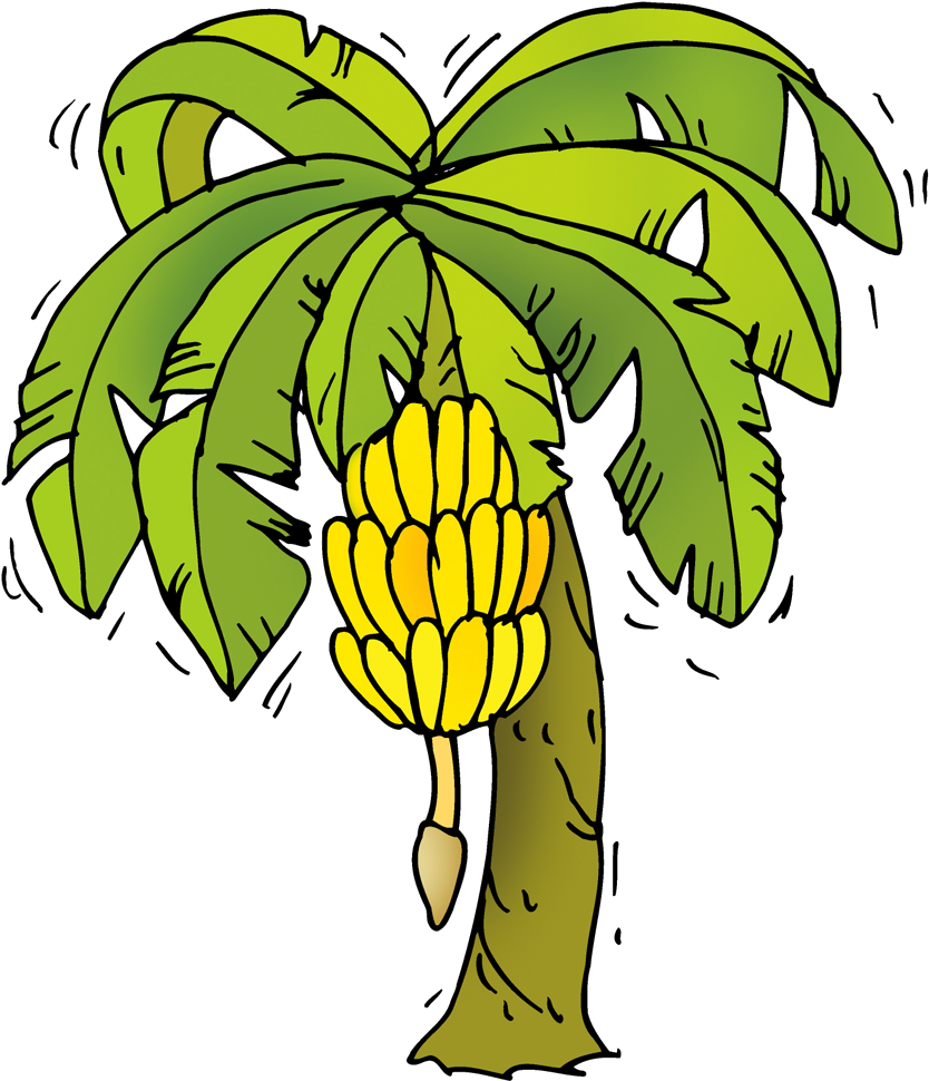 Banana Tree Cartoon Png (1000x1000), Png Download