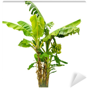 Free Banana Tree Png - Planta De Platano Frutales Fondo Blanco (400x400), Png Download