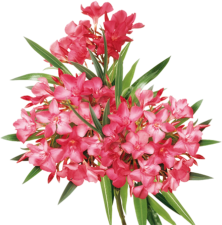 The Oleandro - Bouquet (450x454), Png Download