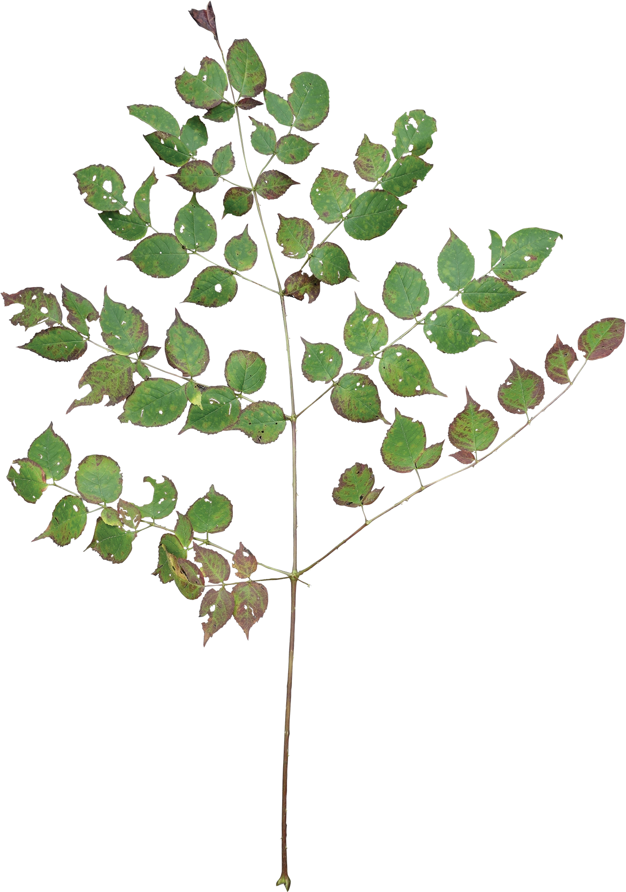 Stick Tree - Devils Walking Stick Leaf (1375x2000), Png Download