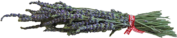 Lavender - Lavandula Dentata (792x358), Png Download