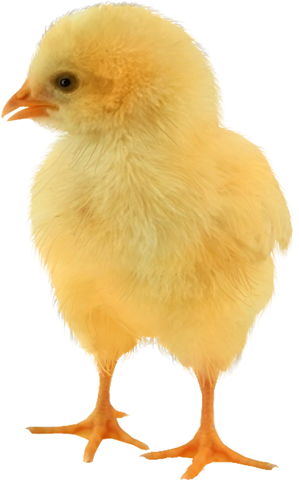 No Comment - Baby Chicken Png (612x955), Png Download
