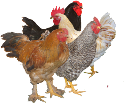 Rooster (493x379), Png Download