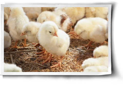 Baby Chicken Fur (500x344), Png Download