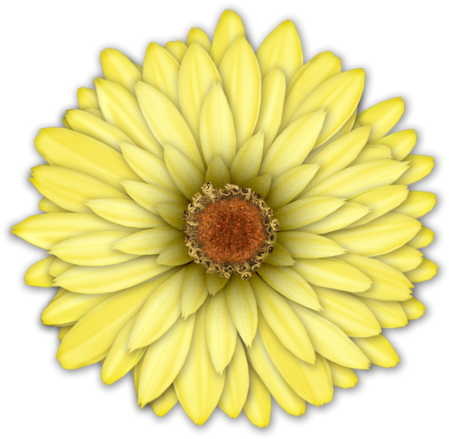 0 57f36 71c2c250 Orig - Pretty Green Zinnia Flower Shower Curtain (449x439), Png Download