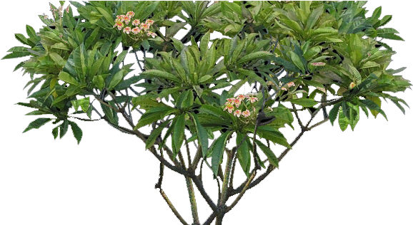 Tree Transparent Background Png (600x315), Png Download