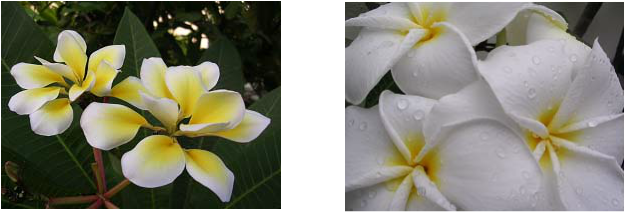 It Seems Now That It Is No Longer Associated With The - Green Culture (626x212), Png Download