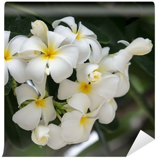 White Plumeria Flower In Thailand Wall Mural • Pixers® - Frangipani (400x400), Png Download