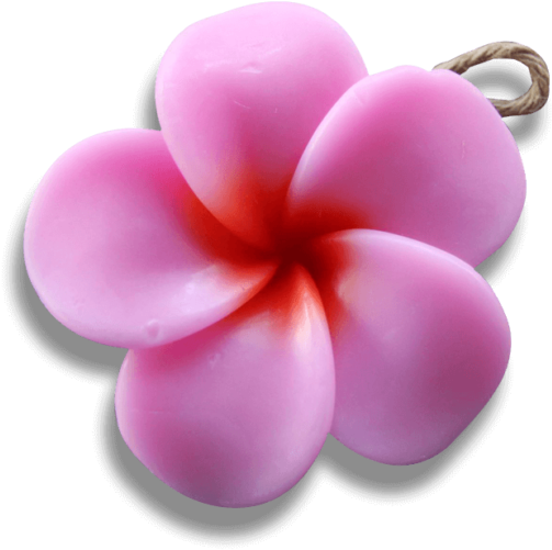 Pink Frangipani - Frangipani (650x650), Png Download