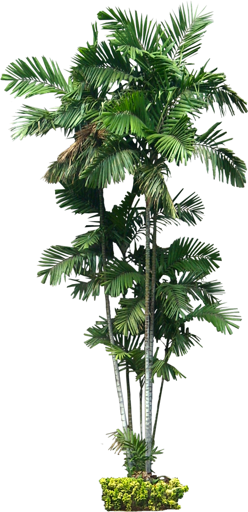 Tropical Trees Png - Tropical Plant Cut Out (547x1070), Png Download