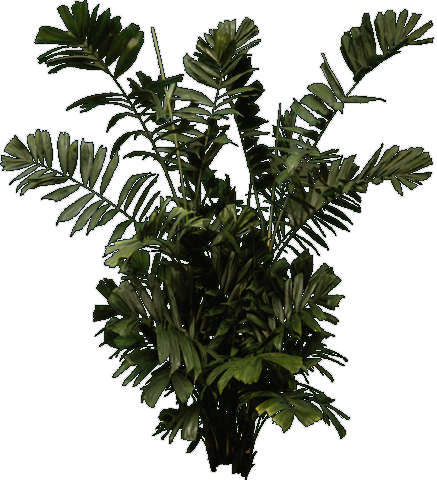 Tree Plan Png Designs Interior Landscape Urban Planning - Jungle (437x480), Png Download