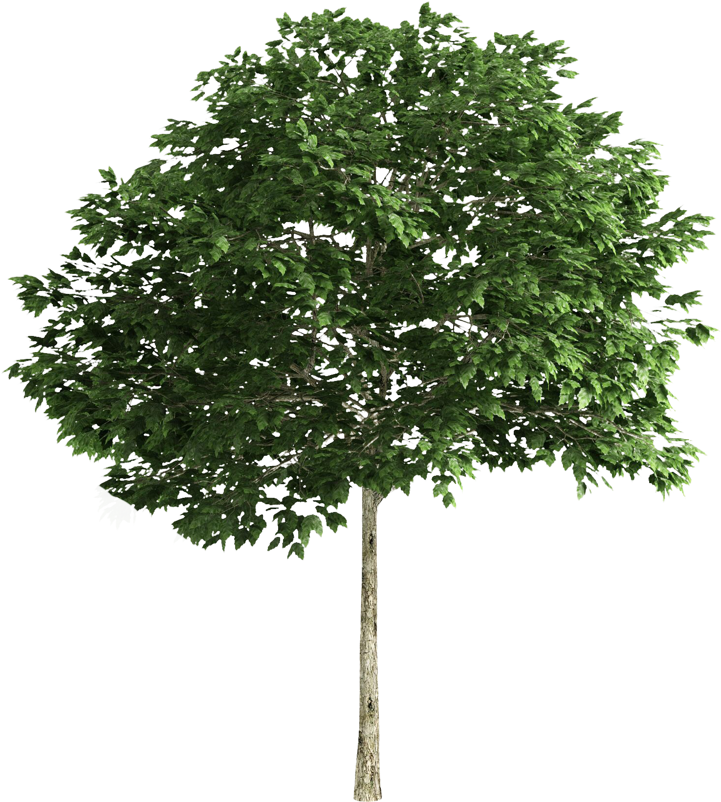 Pin By A Kramer On Cut - High Resolution Tree Png (1555x1730), Png Download